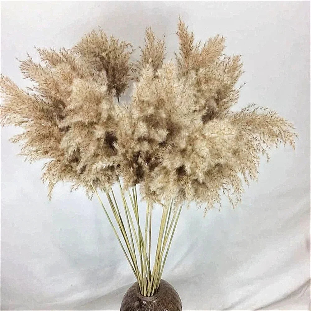 Plumes de Pampa Séchées Mariage — vue 9