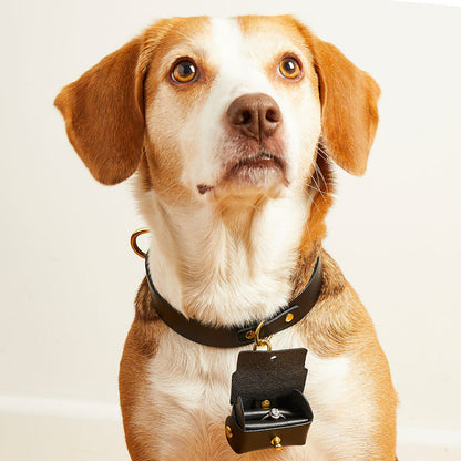 Porte alliance chien