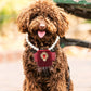 Porte alliance chien rouge